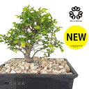 【千寿盆栽】 盆栽 BONSAI ケヤキ(欅:金芽八房欅) 5号 長方形 盆栽鉢 プラスチック製 1鉢 【天然砕石】 Japanese zelkova