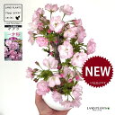 桜(旭山:アサヒヤマ)白色 丸型 陶器鉢 1鉢 【受皿・ココファイバー】旭山桜 アサヒヤマ アサヒヤマ桜 苗 苗木 盆栽 八重 八重咲き 桜 さくら サクラ チェリーブロッサム 櫻 一才桜 桜の苗木 Cherry blossom
