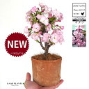 桜(旭山:アサヒヤマ)茶色 モスポット シリンダー型 陶器鉢 1鉢 【ココファイバー】旭山桜 アサヒヤマ アサヒヤマ桜 苗 苗木 盆栽 八重 八重咲き 桜 さくら サクラ チェリーブロッサム 櫻 一才桜 桜の苗木 Cherry blossom