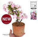 桜(旭山:アサヒヤマ)茶色 モスポット シリンダー型 陶器鉢 1鉢 【ココファイバー】旭山桜 アサヒヤマ アサヒヤマ桜 苗 苗木 盆栽 八重 八重咲き 桜 さくら サクラ チェリーブロッサム 櫻 一才桜 桜の苗木 Cherry blossom