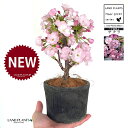 桜(旭山:アサヒヤマ)黒色 モスポット シリンダー型 陶器鉢 1鉢 【ココファイバー】旭山桜 アサヒヤマ アサヒヤマ桜 苗 苗木 盆栽 八重 八重咲き 桜 さくら サクラ チェリーブロッサム 櫻 一才桜 桜の苗木 Cherry blossom