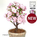 桜(旭山:アサヒヤマ)白色 モスポット シリンダー型 陶器鉢 1鉢 【ココファイバー】旭山桜 アサヒヤマ アサヒヤマ桜 苗 苗木 盆栽 八重 八重咲き 桜 さくら サクラ チェリーブロッサム 櫻 一才桜 桜の苗木 Cherry blossom