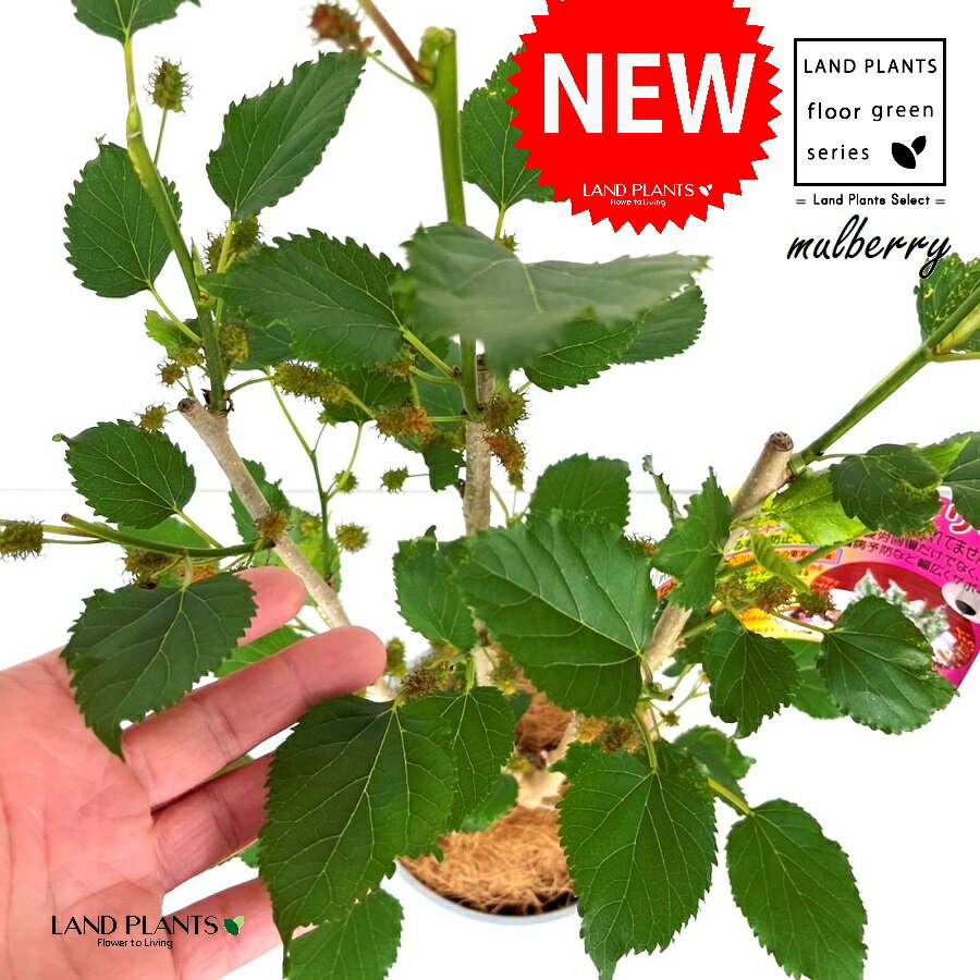 クワ・桑（スイートマルベリー） 5号 プラスチック鉢 1鉢 【ココファイバー】 晴れたらいいね はれたらいいね マルベリー Mulberry