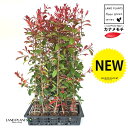 【ケース販売:C/T20】 レッドロビン(ベニカナメモチ) 3.5号 ポット苗 (20本) (高さ90〜120cm) セイヨウカナメ カナメモチ 生垣 垣根 目...
