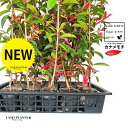 【ケース販売:C/T20】 レッドロビン(ベニカナメモチ) 3.5号 ポット苗 (20本) (高さ90〜120cm) セイヨウカナメ カナメモチ 生垣 垣根 目...