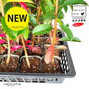 【ケース販売:C/T20】 レッドロビン(ベニカナメモチ) 3.5号 ポット苗 (20本) (高さ90〜120cm) セイヨウカナメ カナメモチ 生垣 垣根 目...