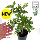 山椒(サンショウ) 6号 プラスチック鉢 1鉢 朝倉山椒 あさくらさんしょ 苗 山椒の木 サンショウの木 サンショ 木の芽 キノメ ハジカミ 葉サンショウ 葉山椒 香辛料 蝶々のエサ 蝶々 Zanthoxylum piperitum