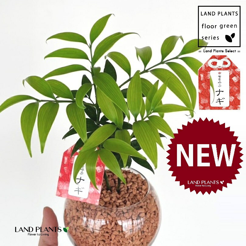 【水耕栽培】 縁結びの木（梛：ナギ） ボール型 ガラス容器 1鉢 【セラミス植え・育て方】 ハイドロカ..