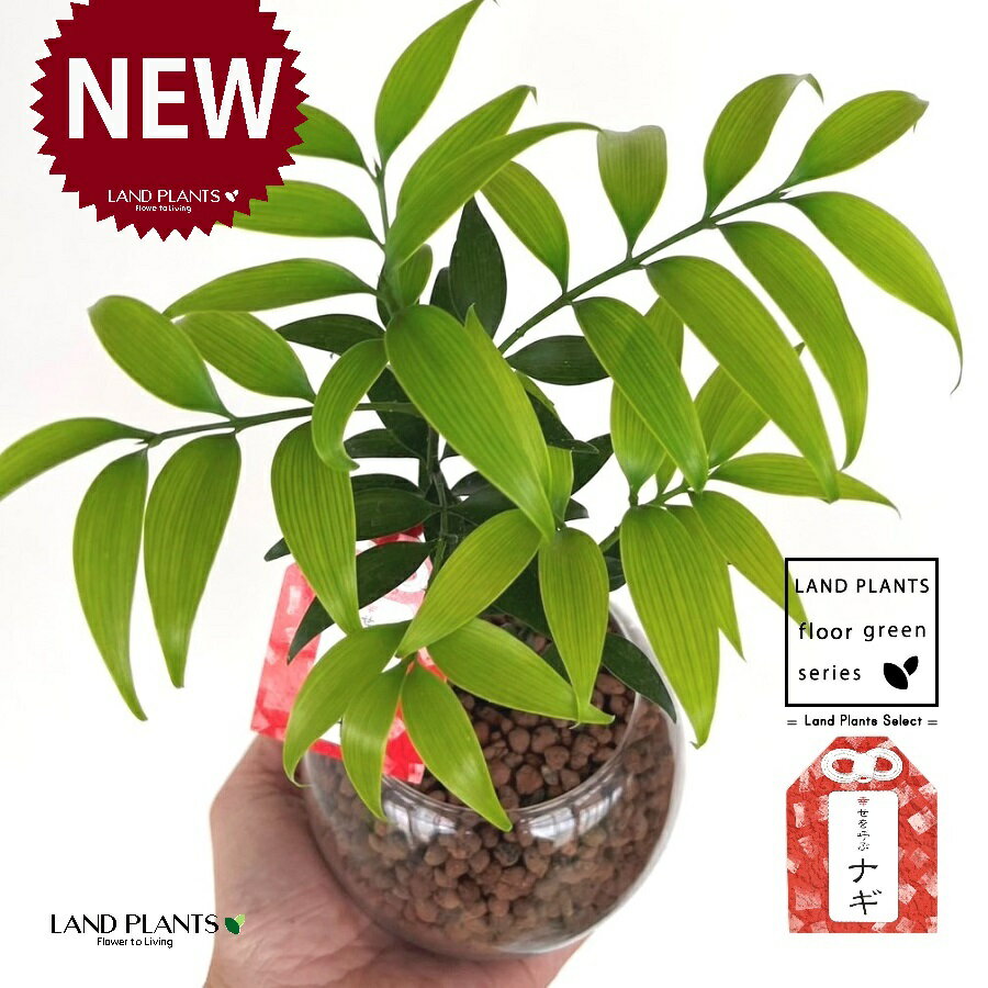 【水耕栽培】 縁結びの木（梛：ナギ） ボール型 ガラス容器 1鉢 【ハイドロ植え・育て方】 ハイドロカルチャー ハイドロ 水耕栽培 セラミス ナギの木 梛木 椥 凪 熊野三山 神木 鉢植え 鉢 陶器 陶器製 命名 名付け Nageia nagi