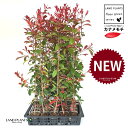 【ケース販売:C/T20】 レッドロビン(ベニカナメモチ) 3.5号 ポット苗 (20本) (高さ90〜120cm) セイヨウカナメ カナメモチ 生垣 垣根 目...
