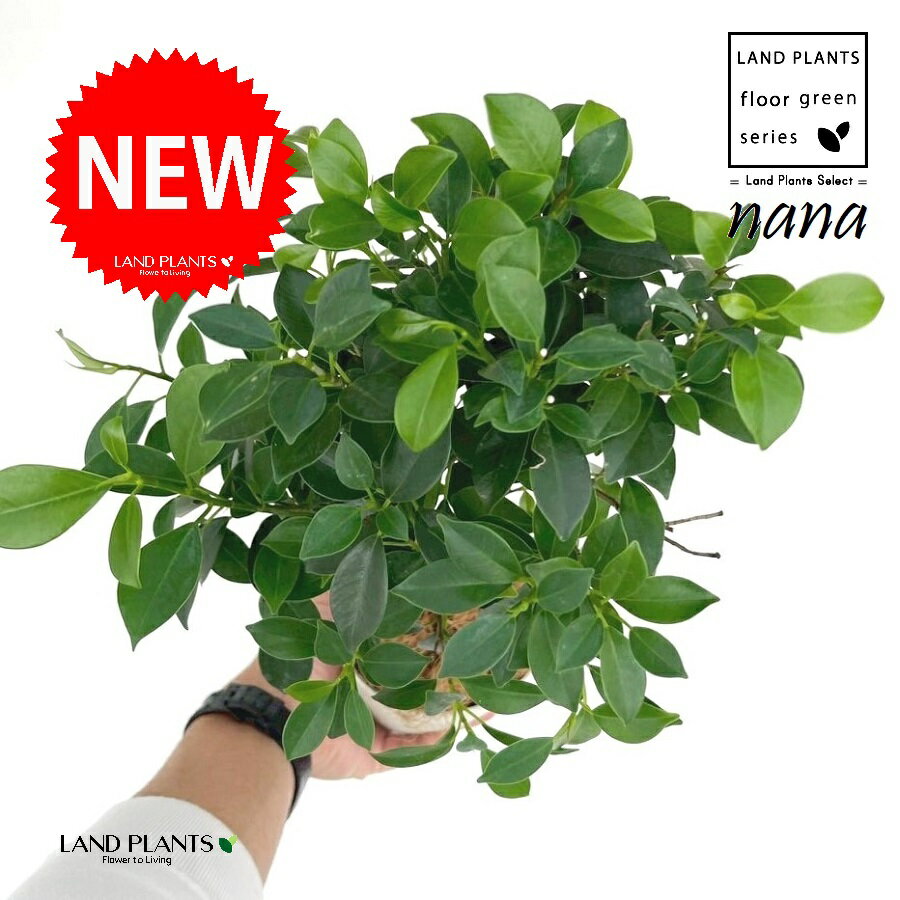 フィカス（ナナ） 4号 白色 プラスチック鉢 1鉢 【ココファイバー】 トピアリー仕立て スタンダード仕..