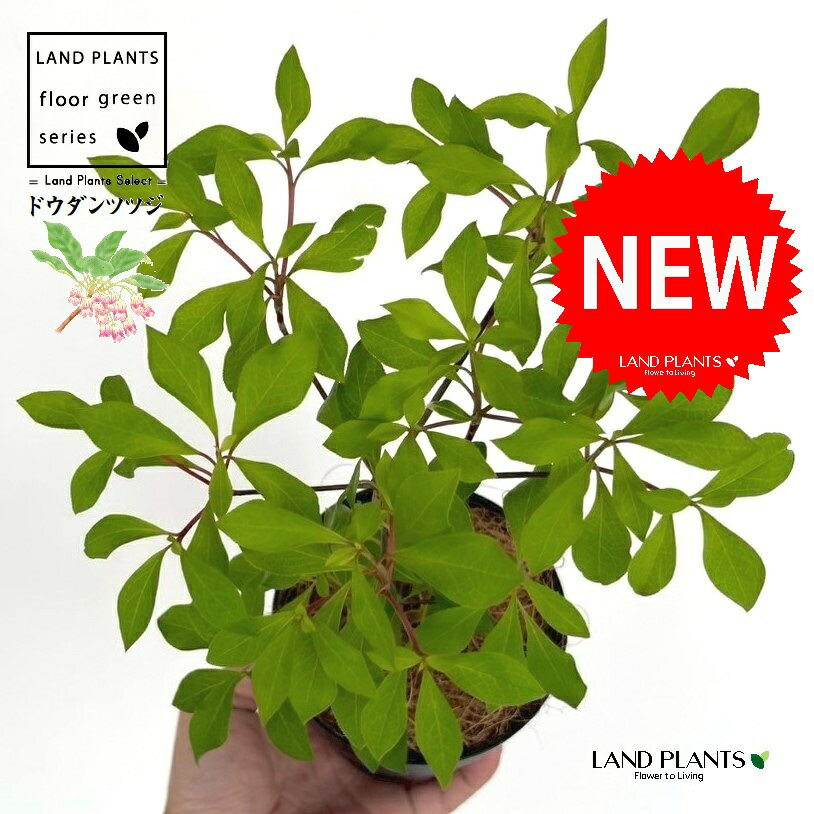 ドウダンツツジ 4号 黒色 プラスチック鉢 1鉢 【ココファイバー】 灯台躑躅 満天星躑躅 ツツジ 躑躅 落葉低木 広葉樹 Enkianthus perulatus