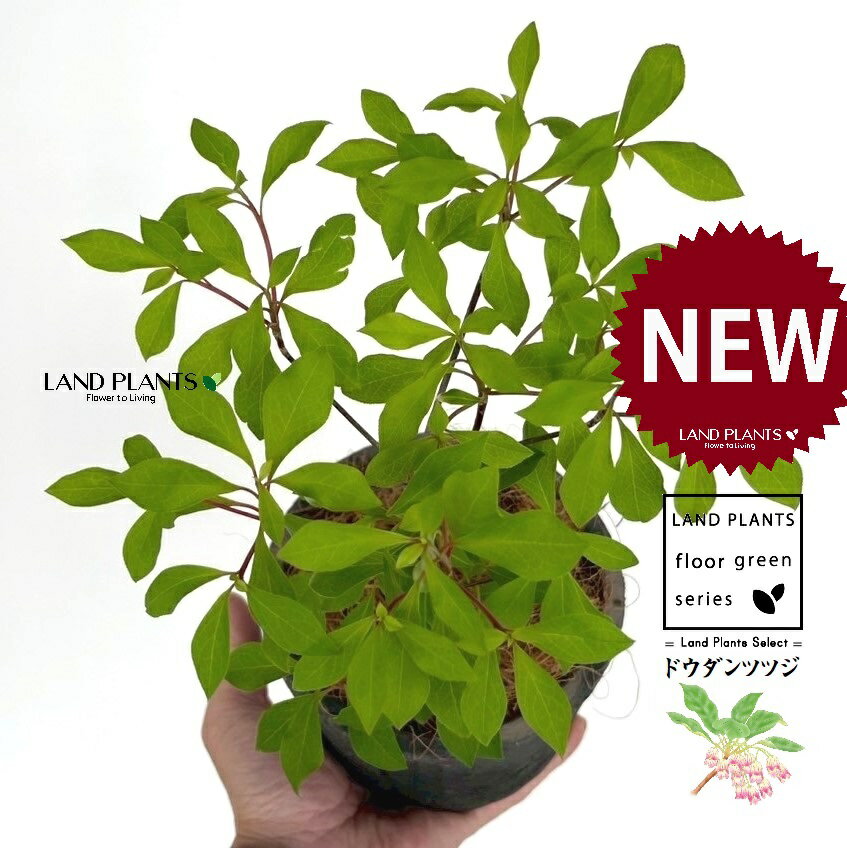 ドウダンツツジ 黒色 モスポット シリンダー型 陶器製 1鉢 【ココファイバー】 灯台躑躅 満天星躑躅 ツツジ 躑躅 落葉低木 広葉樹 Enkianthus perulatus