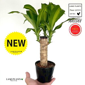 幸福の樹 ドラセナ(マッサン) 3.5号 ポット苗 1鉢 マッサンゲアナ マッサンギアナ リュウゼツラン リュウケツジュお祝 記念 記念樹 Dracaena fragrans cv. Massangeanam