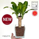 ドラセナ(マッサン:幸福の木) キューブ型 ガラス容器 1鉢 【ハイドロボール植え・育て方】 コウフクノキ 幸福の樹 マッサンゲアナ マッサンギアナ ハイドロカ...