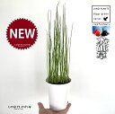 ミズトクサ(水砥草) 白色 プラスチック鉢 1鉢 トクサ 水トクサ エダウチトクサ 砥草 水研草 木賊 歯磨草 ハミガキクサ Equisetum hyemale
