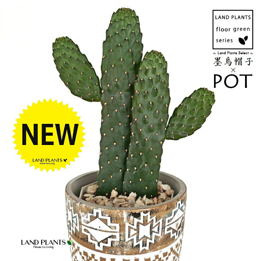 サボテン（墨烏帽子：スミエボシ） 民族模様の 足つき 陶器鉢 1鉢 （Mサイズ） 【天然砕石・木製スタン..