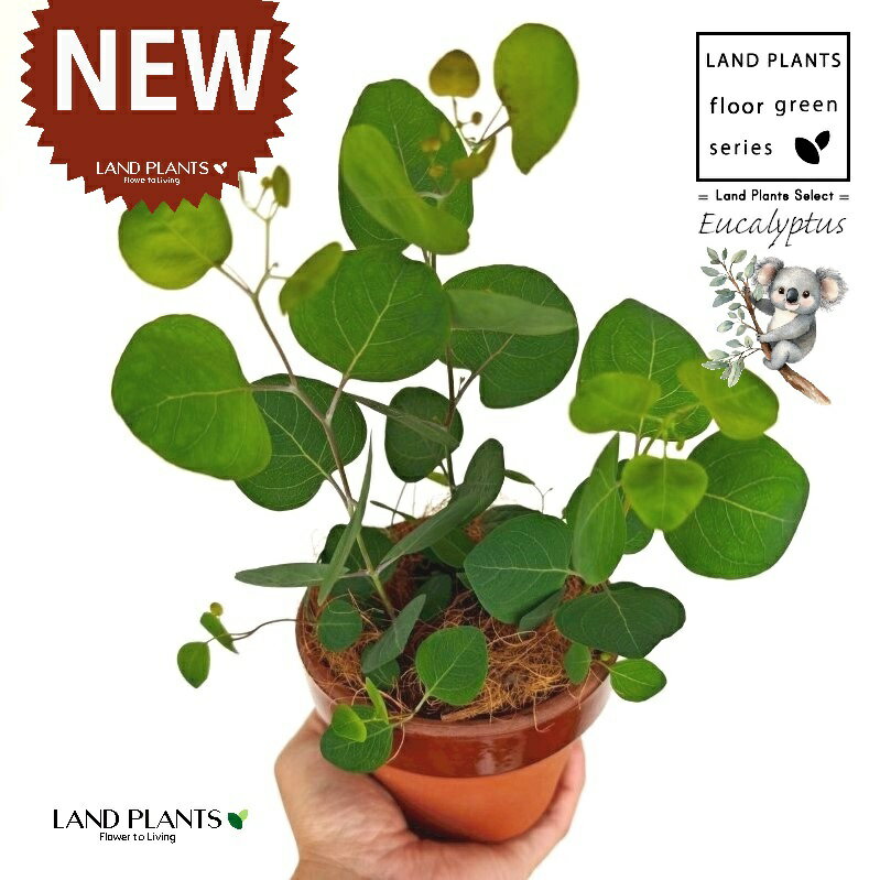 ユーカリ（ポポラス） 昔ながらの 駄温鉢 4号 深型 1鉢 【ココファイバー】 丸場 マルバ 丸場ユーカリ ユーカリの木 コアラ コアラの木 Eucalyptus polyanthemos