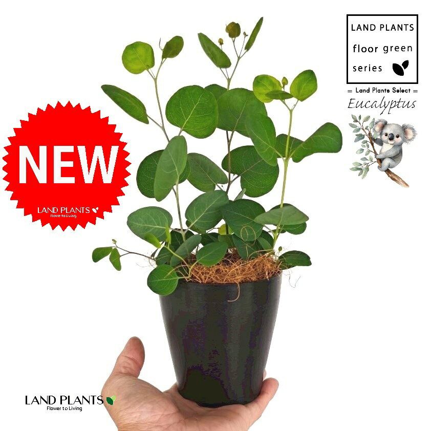 ユーカリ（ポポラス） 4号 黒色 プラスチック鉢 1鉢 【ココファイバー】 丸場 マルバ 丸場ユーカリ ユーカリの木 コアラ コアラの木 Eucalyptus polyanthemos