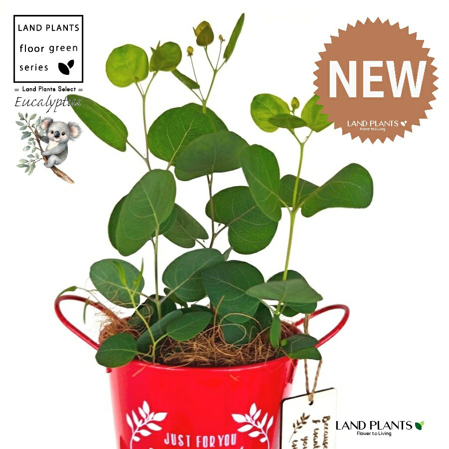 ユーカリ（ポポラス） Mother’s day ブリキ製 バケツ 赤色 木製プレート付き 【ココファイバー】 【母..