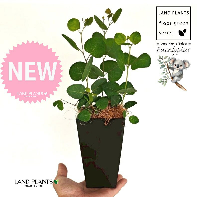 ユーカリ（ポポラス） 4号 黒色 スクエア型 プラスチック鉢 1鉢 【受皿・ココファイバー】 丸場 マルバ 丸場ユーカリ ユーカリの木 コアラ コアラの木 Eucalyptus polyanthemos