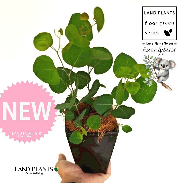 ユーカリ（ポポラス） 4号 黒色 スクエア型 プラスチック鉢 1鉢 【受皿・ココファイバー】 丸場 マルバ 丸場ユーカリ ユーカリの木 コアラ コアラの木 Eucalyptus polyanthemos