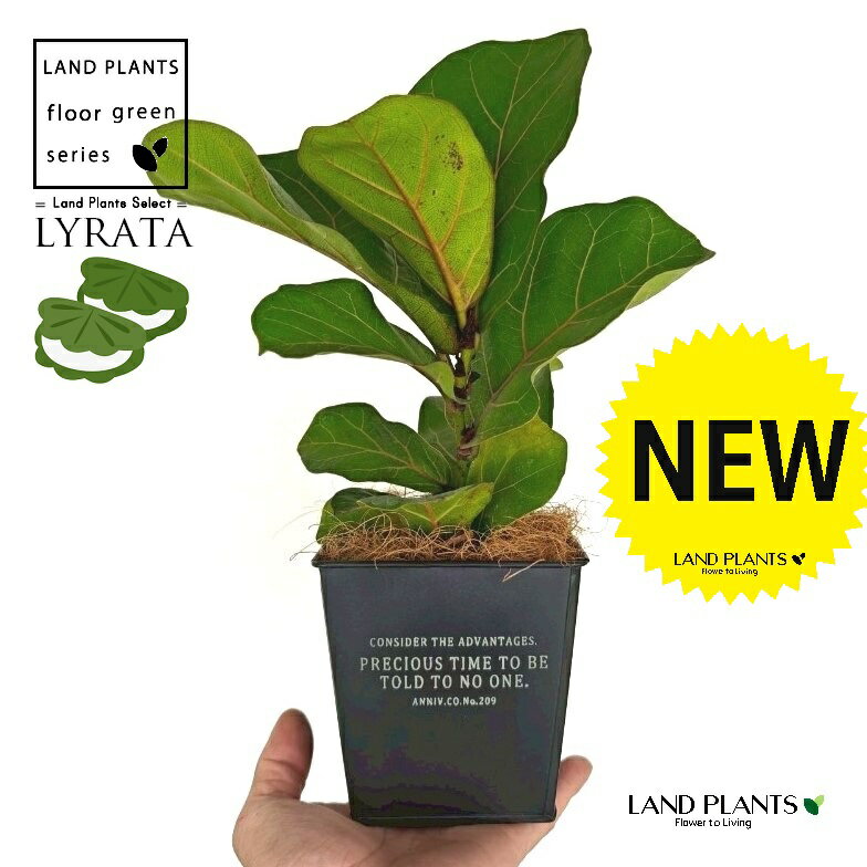 カシワバゴム ホワイトロゴの 黒色 スクエア型 ブリキポット Sサイズ 【ココファイバー】 フィカス リラータ バンビーノ ゴム ゴムの木 柏葉 柏餅 柏葉ゴム Ficus lyrata fiddle-leaf fig