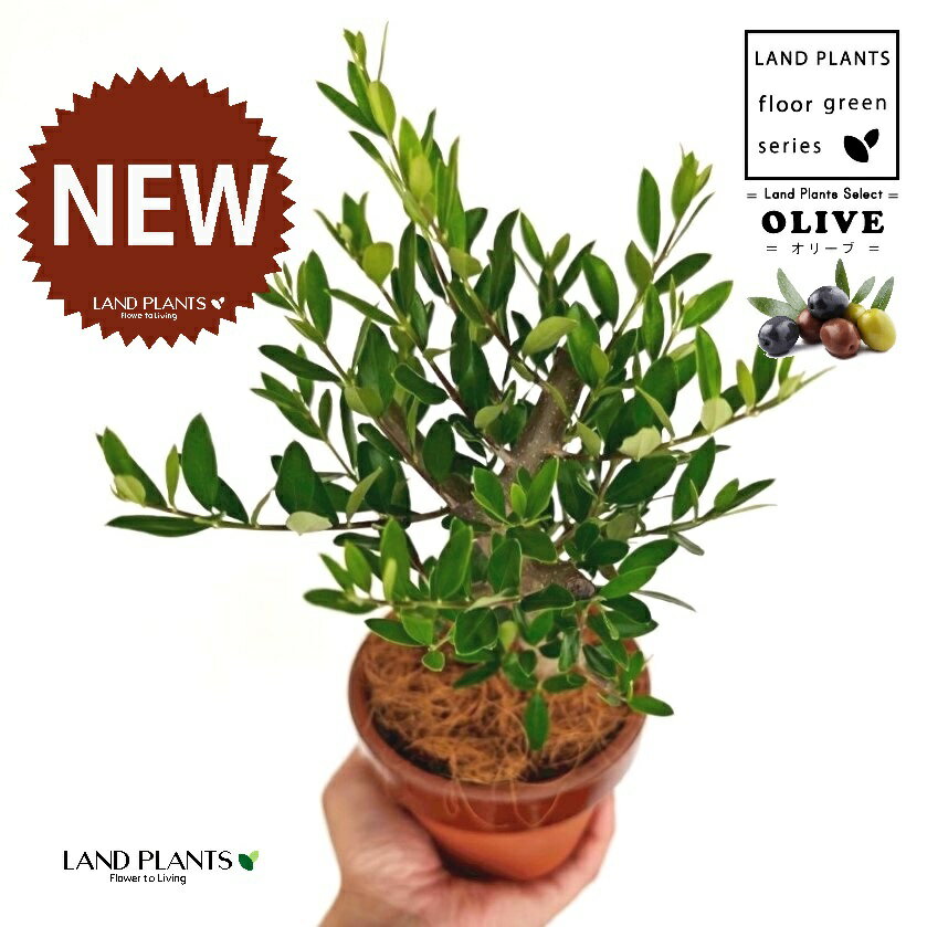 【数少な目】 オリーブ（古木風：幹太） 昔ながらの 駄温鉢 4号 深型 1鉢 【ココファイバー】 オリーブ..