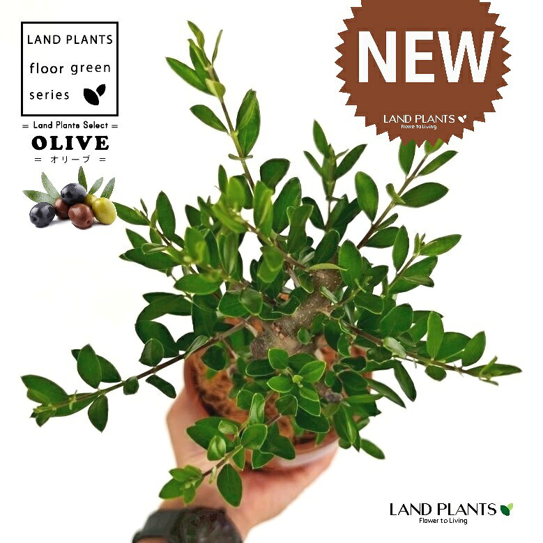 【数少な目】 オリーブ（古木風：幹太） 昔ながらの 駄温鉢 4号 深型 1鉢 【ココファイバー】 オリーブの木 オリーブの樹 結婚式で両親へのプレゼント 結婚式の記念品 両親贈呈ギフト 両親贈呈品 OLIVE