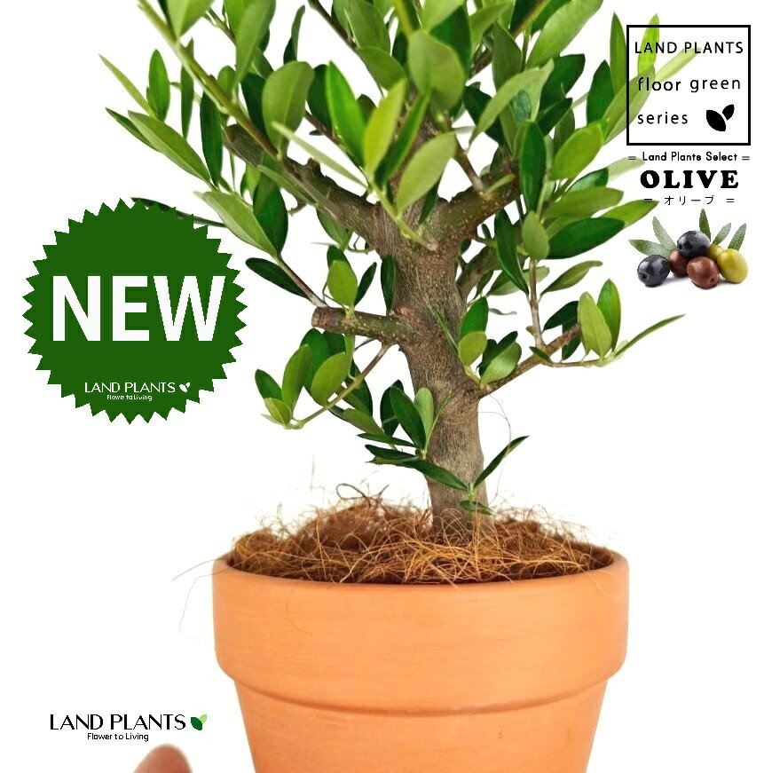 【数少な目】 オリーブ（古木風：幹太） 昔ながらの 素焼き鉢 4号 深型 1鉢 【ココファイバー】 オリーブの木 オリーブの樹 結婚式で両親へのプレゼント 結婚式の記念品 両親贈呈ギフト 両親贈呈品 OLIVE