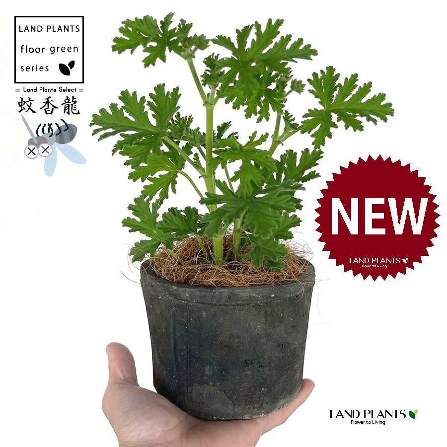 カトリソウ （蚊香龍：虫除けの木） 黒色 モスポット シリンダー型 陶器鉢 1鉢 【ココファイバー】 カコロン カーコロン ニオイゼラニウム ローズゼラニウム 蚊取草 蚊酔草 蚊連草 Pelargonium graveolens