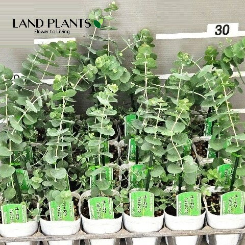 【ケース販売：24入】 ユーカリ（プルベルレンダ） 3号 ポット苗 24鉢 Eucalyptus