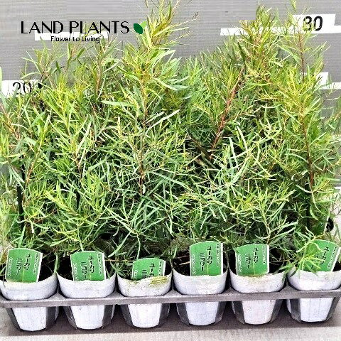 【ケース販売：24入】 ユーカリ（二コリ―） 3号 ポット苗 24鉢 Eucalyptus