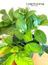 【ケース販売:8入】 チャラン(茶蘭) 5号 プラスチック鉢 8鉢 Chloranthus spicatus chulantree