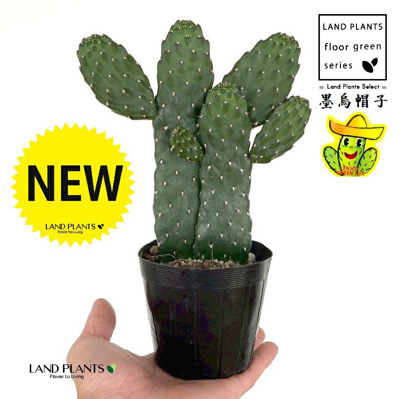 サボテン（墨烏帽子：スミエボシ） 2F 頭あり 3号 ポット苗 1鉢 バンザイサボテン ウチワサボテン カクタス 多肉 多肉植物 cactus