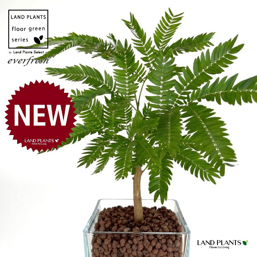 エバーフレッシュ（自然樹形） キューブ型 ガラス容器 1鉢 【ハイドロボール植え・育て方】 ネムノキ ハイドロカルチャー 水栽培ハイドロコーン 発泡煉石 花器 花瓶 everfresh hydroculture