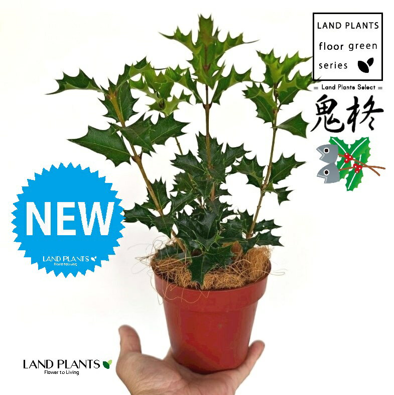 ヒイラギ（鬼柊：オニヒイラギ） 4号 茶色 プラスチック鉢 1鉢 【ココファイバー】 鬼ひいらぎ おにひいらぎ 疼木 柊木 柊 ヒイラギ ひいらぎ 刺 トゲ 刺のある葉 Osmanthus heterophyllus