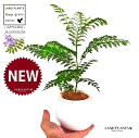ジャカランダ 白色 丸型 陶器鉢 1鉢 【受皿・ココファイバー】 ミモシフォリア キリモドキ ジャヤカランタ ブラジリアンローズウッド キリモドキぞく 桐擬き属 紫雲木 シウンボク Jacaranda Jacaranda mimosifolia
