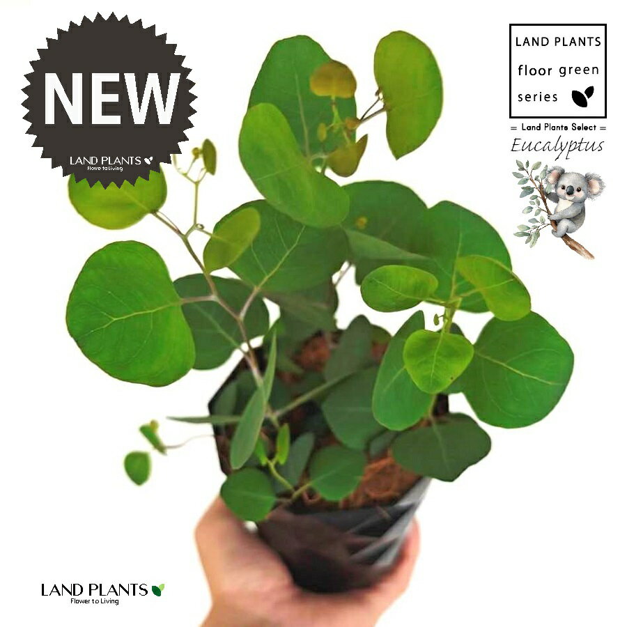 ユーカリ（ポポラス） 4号 黒色 ダイヤ柄 プラスチック鉢 1鉢 【受皿・ココファイバー】 丸場 マルバ 丸場ユーカリ ユーカリの木 コアラ コアラの木 Eucalyptus polyanthemos