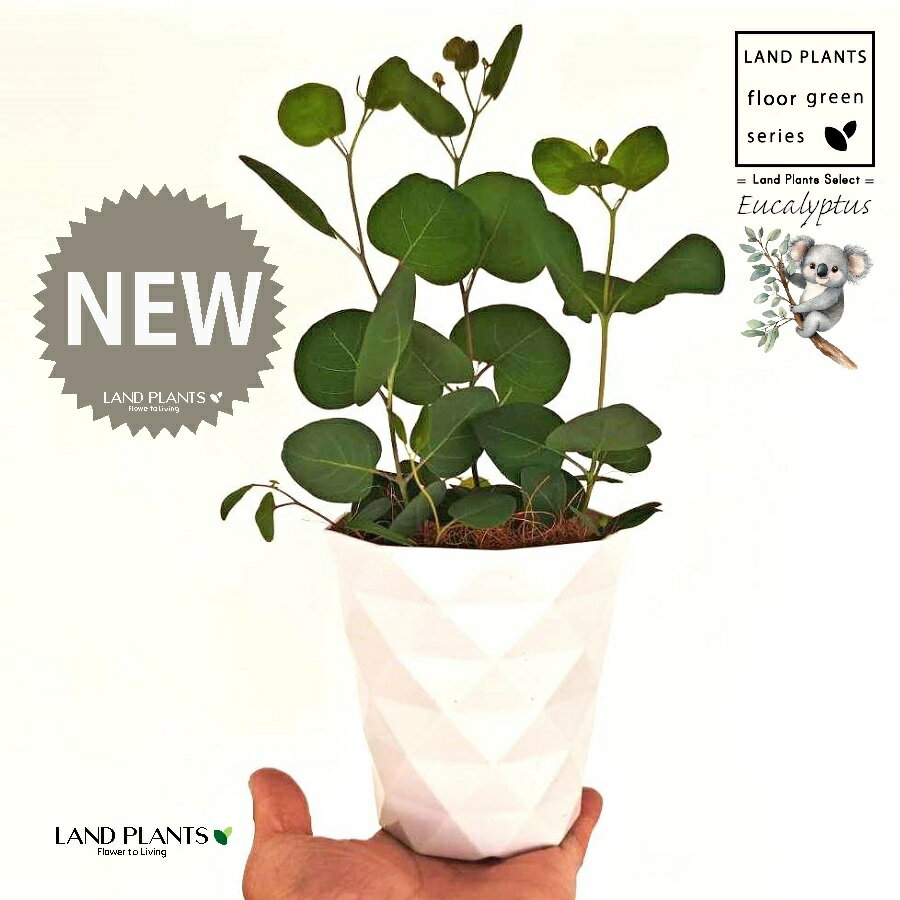 ユーカリ（ポポラス） 4号 白色 ダイヤ柄 プラスチック鉢 1鉢 【受皿・ココファイバー】 丸場 マルバ 丸場ユーカリ ユーカリの木 コアラ コアラの木 Eucalyptus polyanthemos