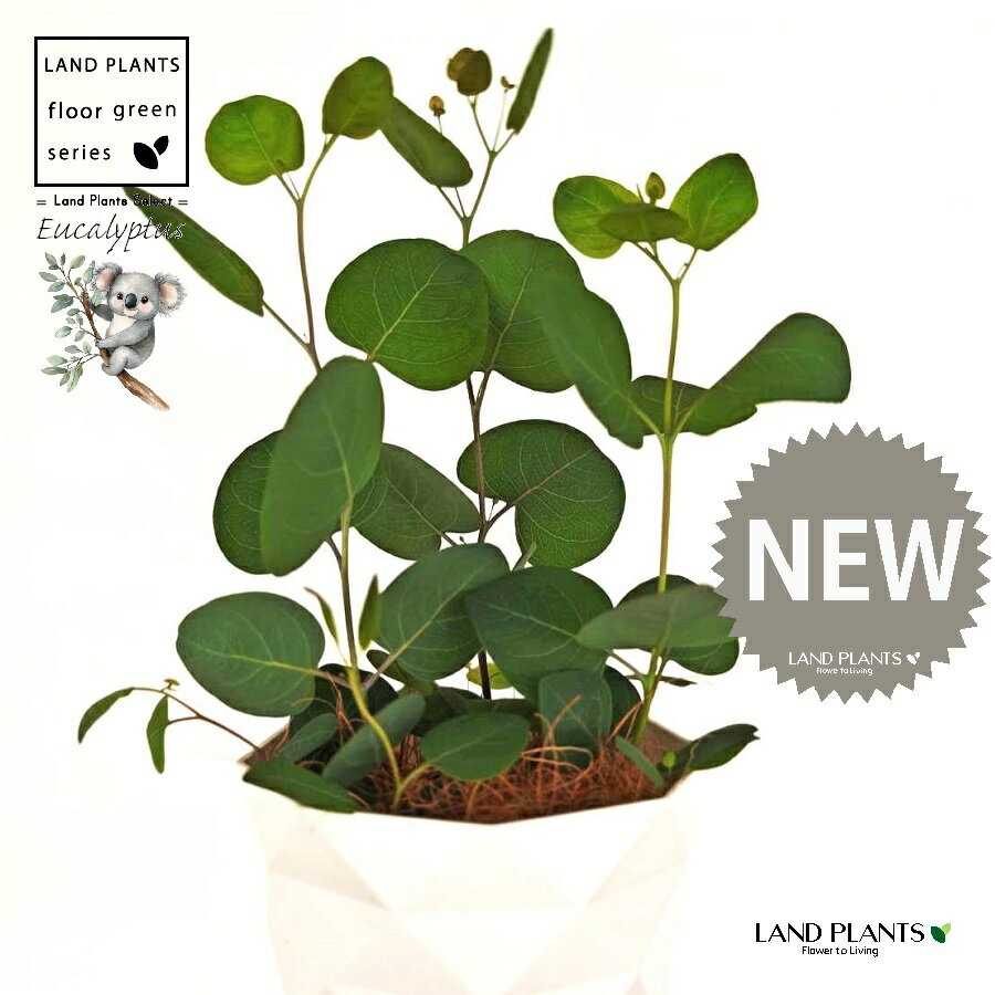 ユーカリ（ポポラス） 4号 白色 ダイヤ柄 プラスチック鉢 1鉢 【受皿・ココファイバー】 丸場 マルバ 丸場ユーカリ ユーカリの木 コアラ コアラの木 Eucalyptus polyanthemos