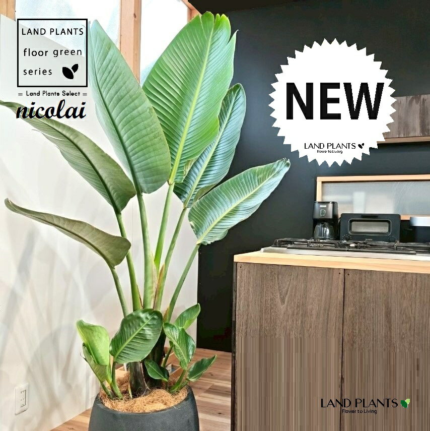 オーガスタ(ストレリチア・ニコライ) 10号 ぽってり スタイリッシュ 陶器鉢 黒色 【受皿・ココファイバー】 ストレリチニコライ ゴクラクチョウカ strelitzianicolai augusta