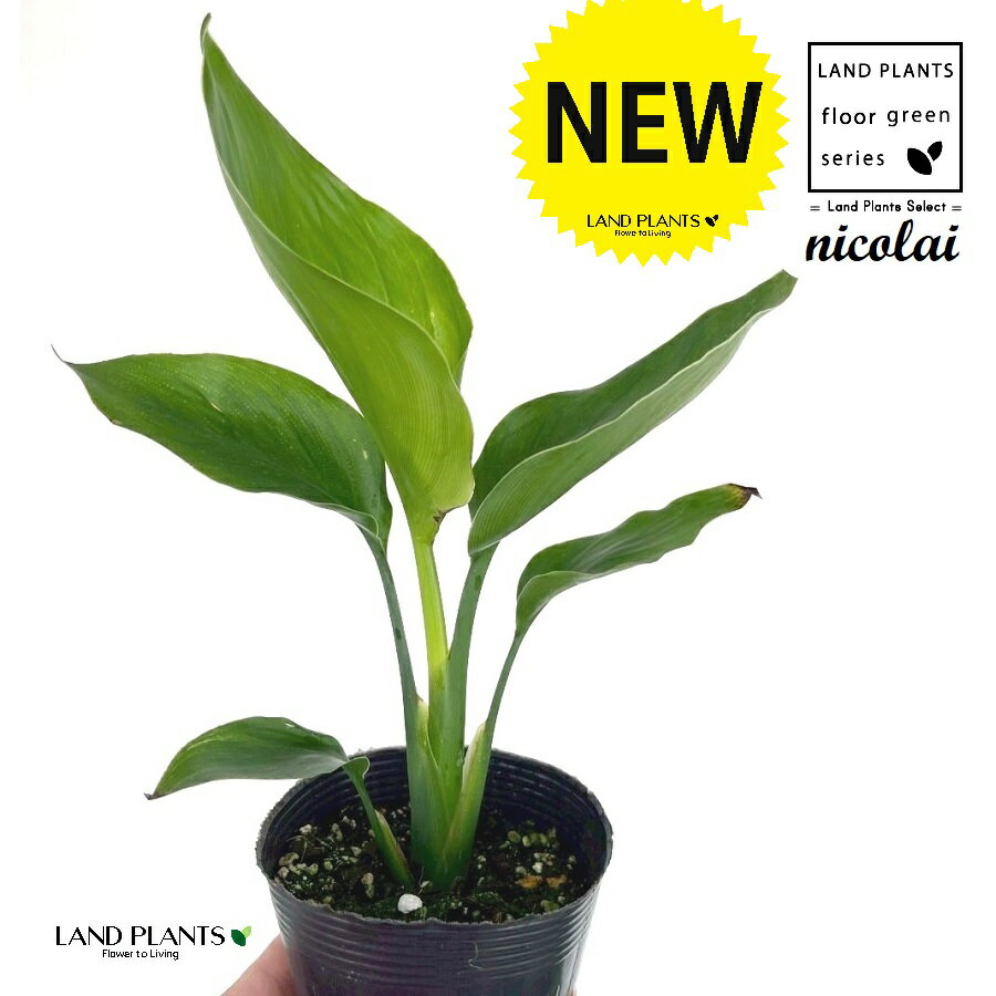 オーガスタ(ストレリチア・ニコライ) 3.5号 ポット苗 1鉢 ストレリチニコライ ゴクラクチョウカ strelitzianicolai augusta