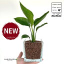オーガスタ(ストレリチア・ニコライ) キューブ型 ガラス容器 1鉢 【ハイドロボール植え・育て方】 ストレリチニコライ ゴクラクチョウカ ハイドロカルチャー 水栽培ハイドロコーン 発泡煉石 花器 花瓶 strelitzianicolai