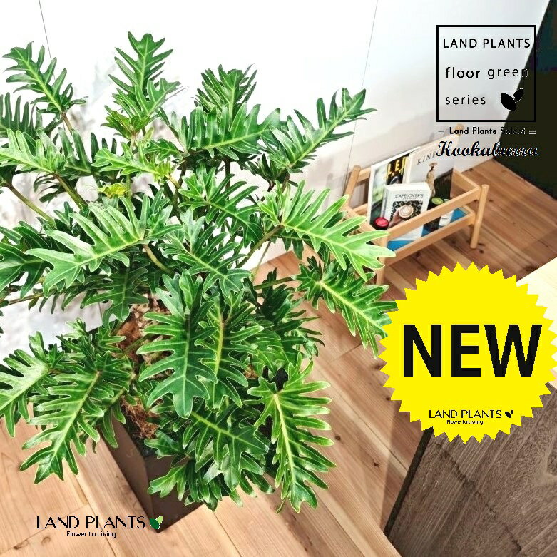 クッカバラ（フィロデンドロン：ザナドゥ） 10号 黒色 ファイバー製 キューブ型 陶器鉢 1鉢 【内部受皿・ココファイバー】 フィロデンドロンザナドゥ セローム Philodendron kookaburra