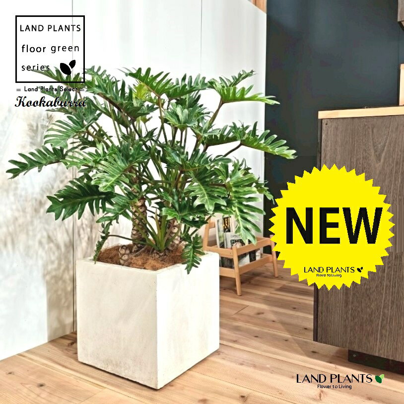 クッカバラ（フィロデンドロン：ザナドゥ） 10号 白色 ファイバー製 キューブ型 陶器鉢 1鉢 【内部受皿・ココファイバー】 フィロデンドロンザナドゥ セローム Philodendron kookaburra