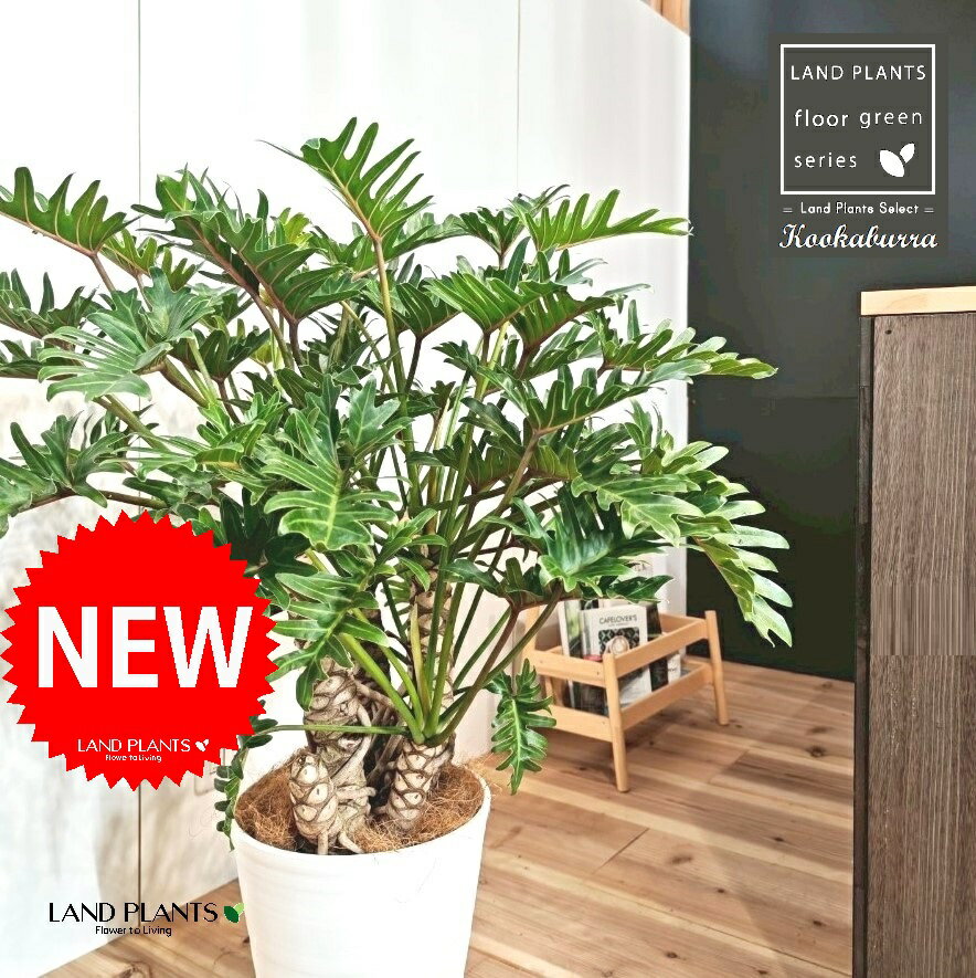 クッカバラ（フィロデンドロン：ザナドゥ） 10号 白色 セラアート鉢 1鉢 【受皿・ココファイバー】 フィロデンドロンザナドゥ セローム Philodendron kookaburra