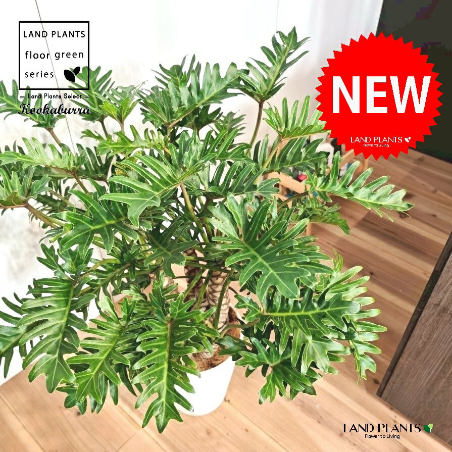 クッカバラ（フィロデンドロン：ザナドゥ） 10号 白色 セラアート鉢 1鉢 【受皿・ココファイバー】 フィロデンドロンザナドゥ セローム Philodendron kookaburra