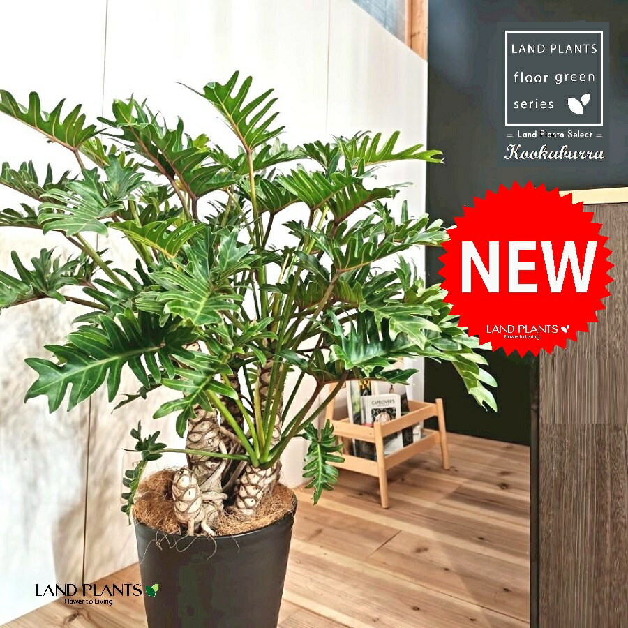 クッカバラ（フィロデンドロン：ザナドゥ） 10号 黒色 セラアート鉢 1鉢 【受皿・ココファイバー】 フィロデンドロンザナドゥ セローム Philodendron kookaburra