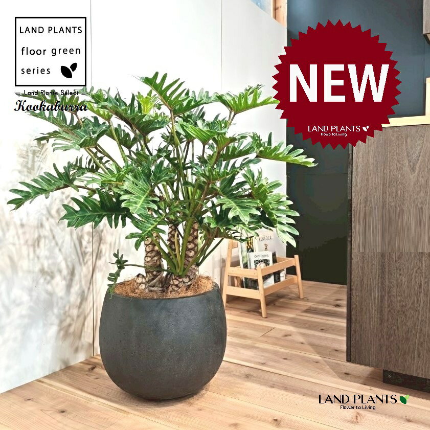 クッカバラ（フィロデンドロン：ザナドゥ） 10号 黒色 ぽってり スタイリッシュ 植木鉢 1鉢 【内部受皿・ココファイバー】 フィロデンドロンザナドゥ セローム Philodendron kookaburra